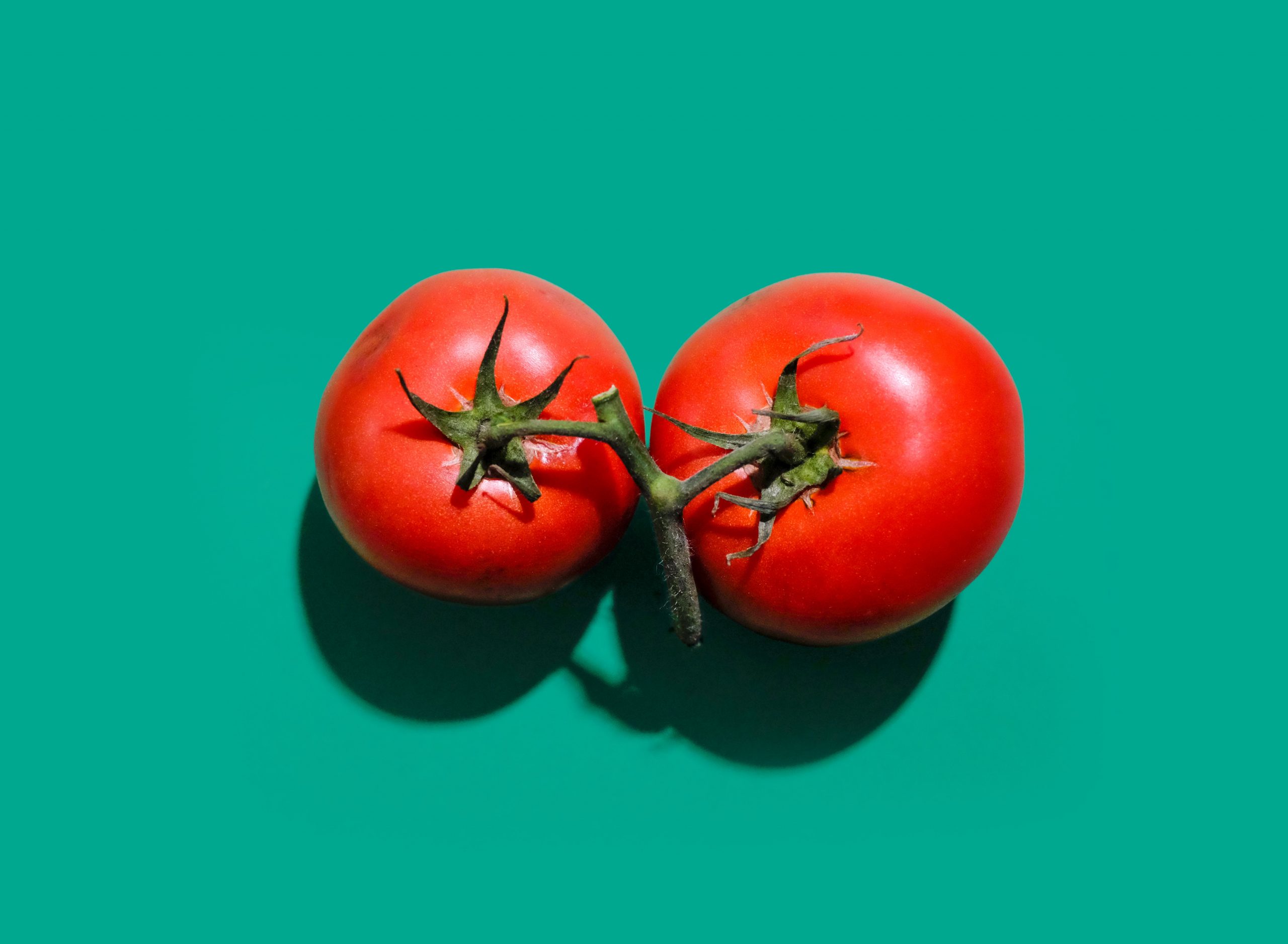 Tomate à faire pousser chez soit