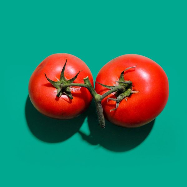 Tomate à faire pousser chez soit