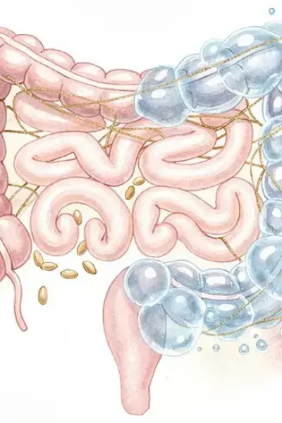 Illustration médicale montrant les bienfaits du psyllium sur le système digestif et le transit intestinal