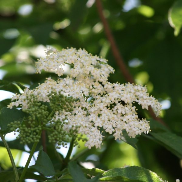 Recette maison de vin de fleurs de sureau